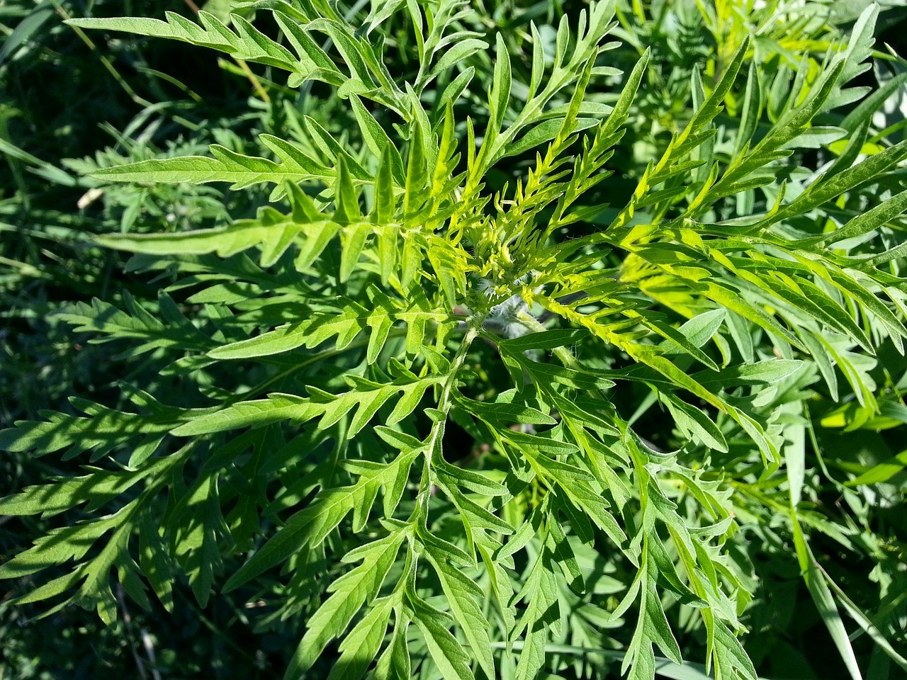 Photo of ragweed provided by Aerobiology