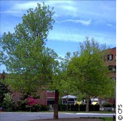 A Dammaged tree resembling the letter Y is regrowing