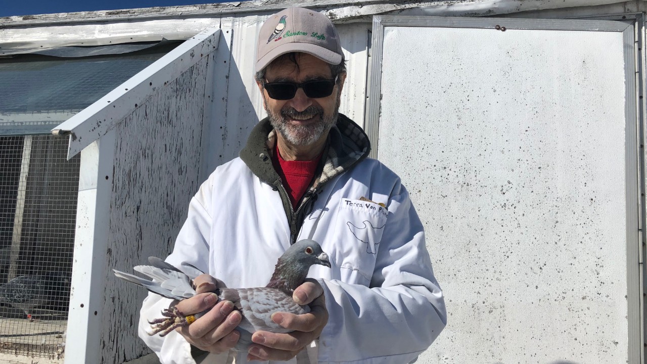 Flying home Pigeon racing in Ottawa TwentyFifth Hour