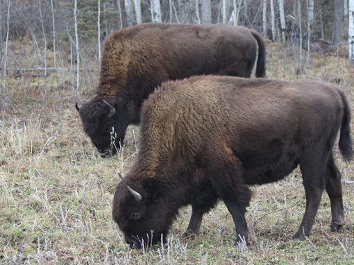 Roaming the range: Is climate change forcing a Canadian bison herd to leave its sanctuary?