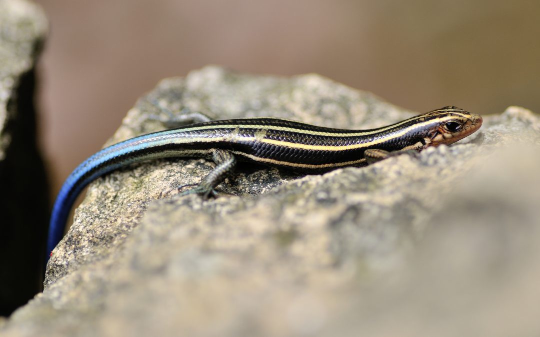 Five-lined skink: The snake with feet