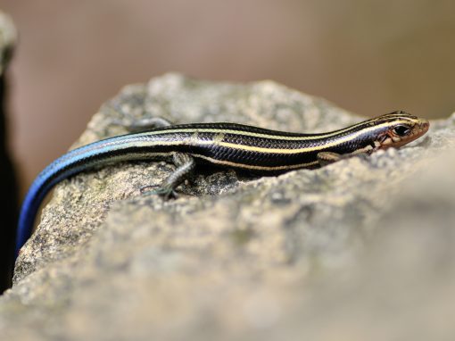 Five-lined skink: The snake with feet