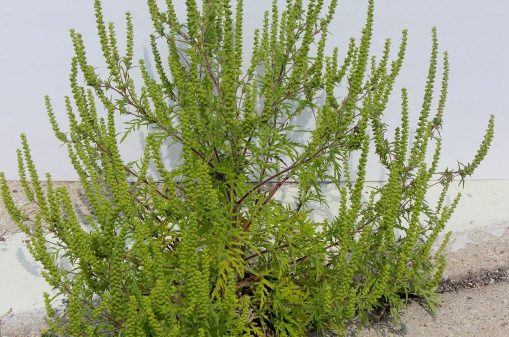 The cost of more ragweed