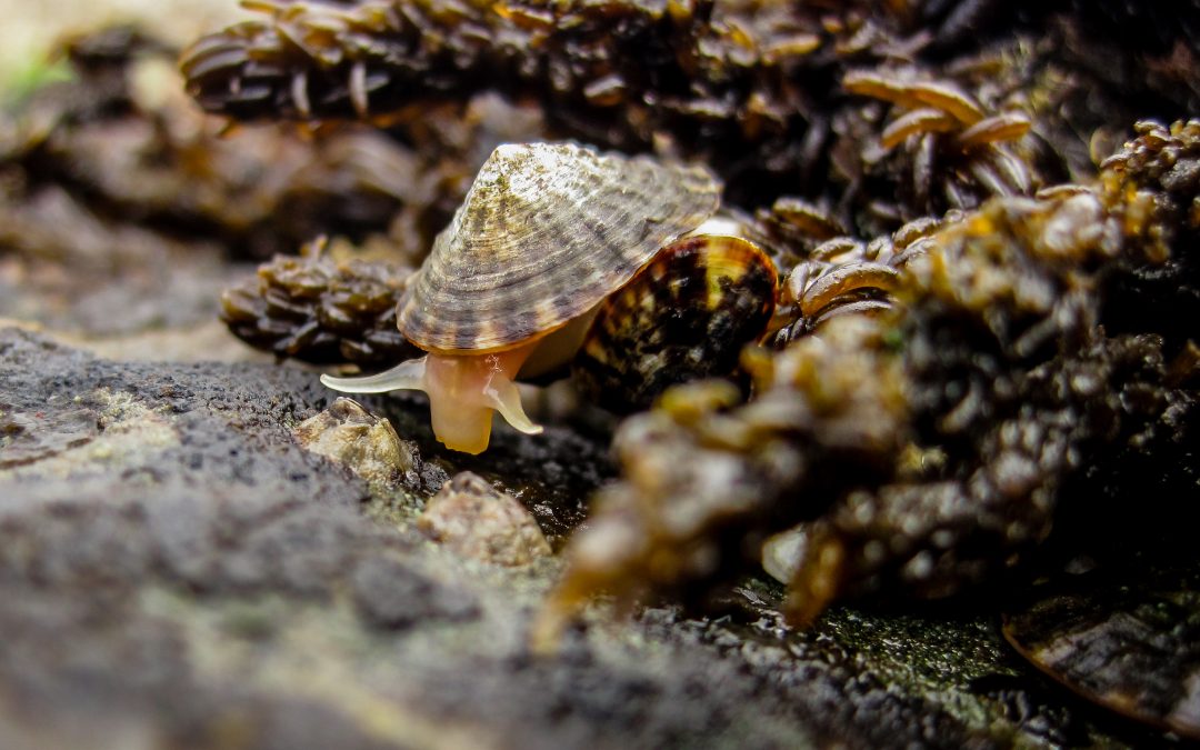 The grazer effect: Scientists discover how plant eaters help the environment  cope with climate change.