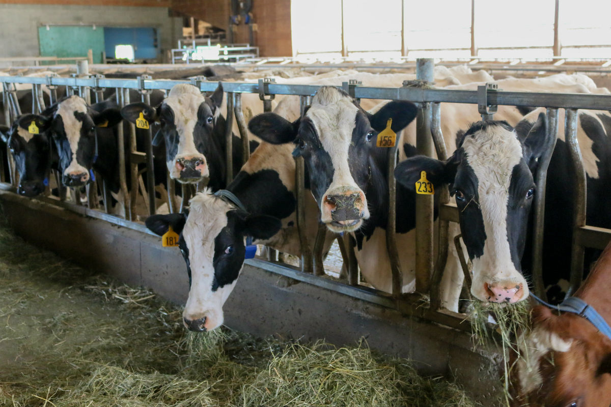 Why the dairy lobby is so powerful 