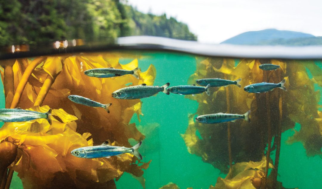 Salmon farming of the future
