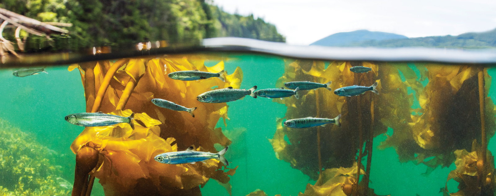 Who gets to fish for B.C. salmon in the future?