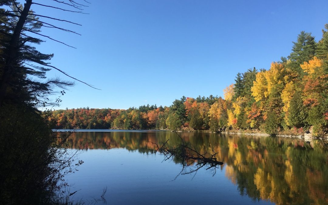 Out of the blue: The power of nature’s most unique colour