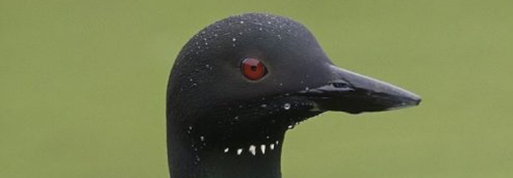 Canada has gone to the birds!