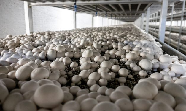 Clean energy in the dirty business of mushroom farming