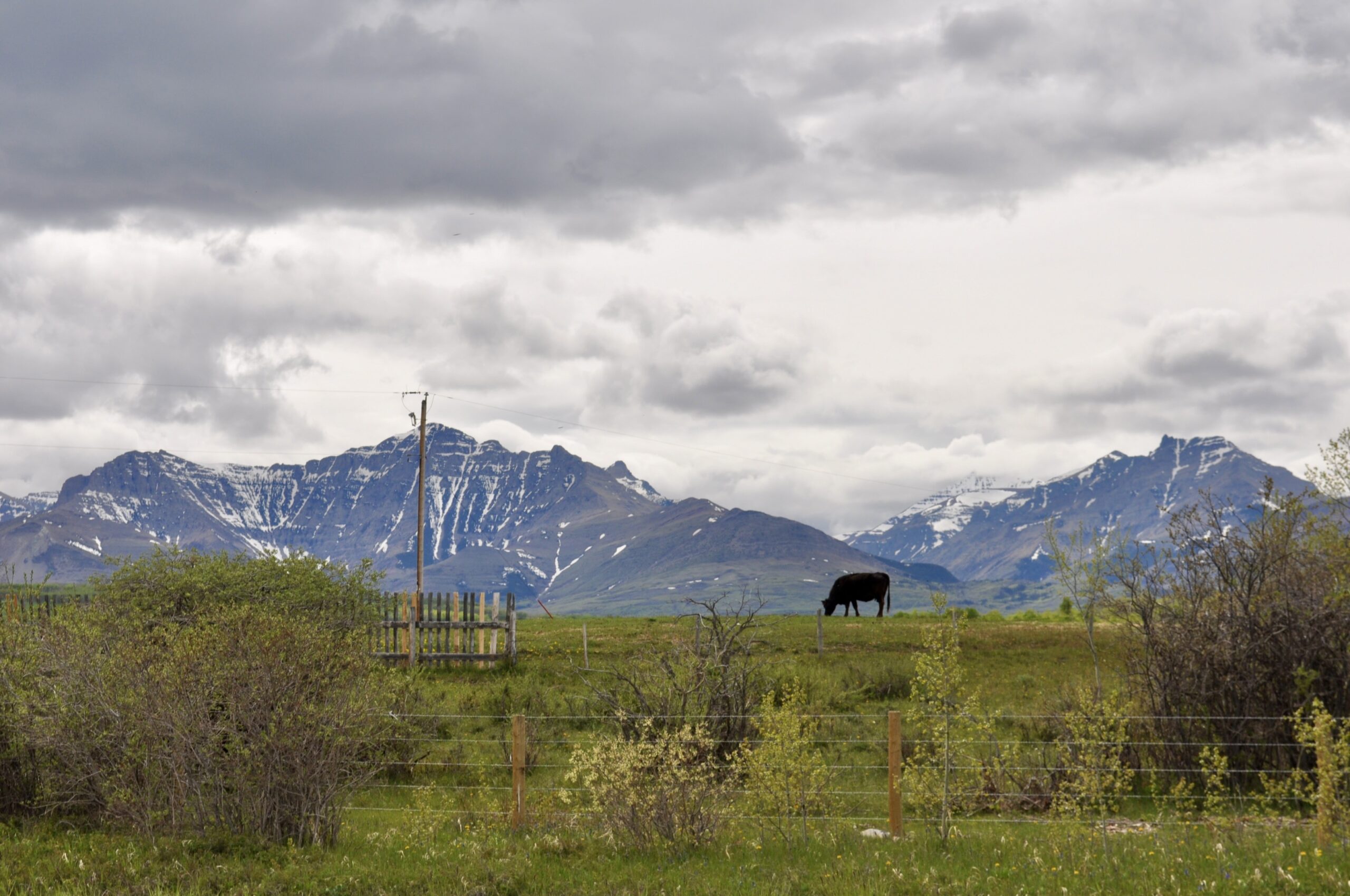 A cow grazes on the foothills of the mountains in June, 2022.