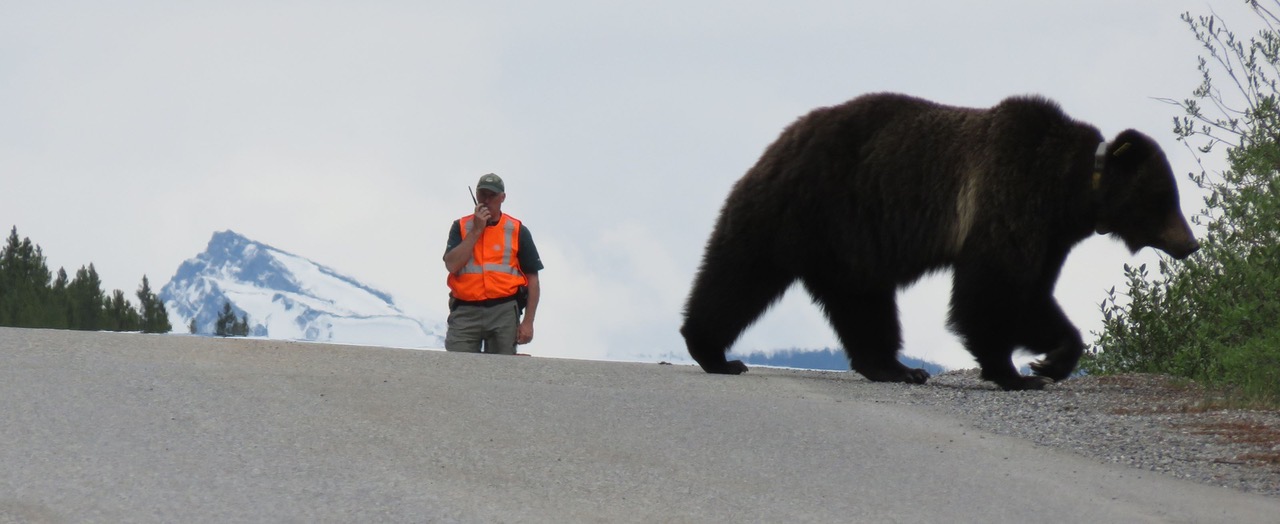 Alex Taylor clears a bear jam while working for Parks Canada as a collared grizzly walks across the road in front of him.