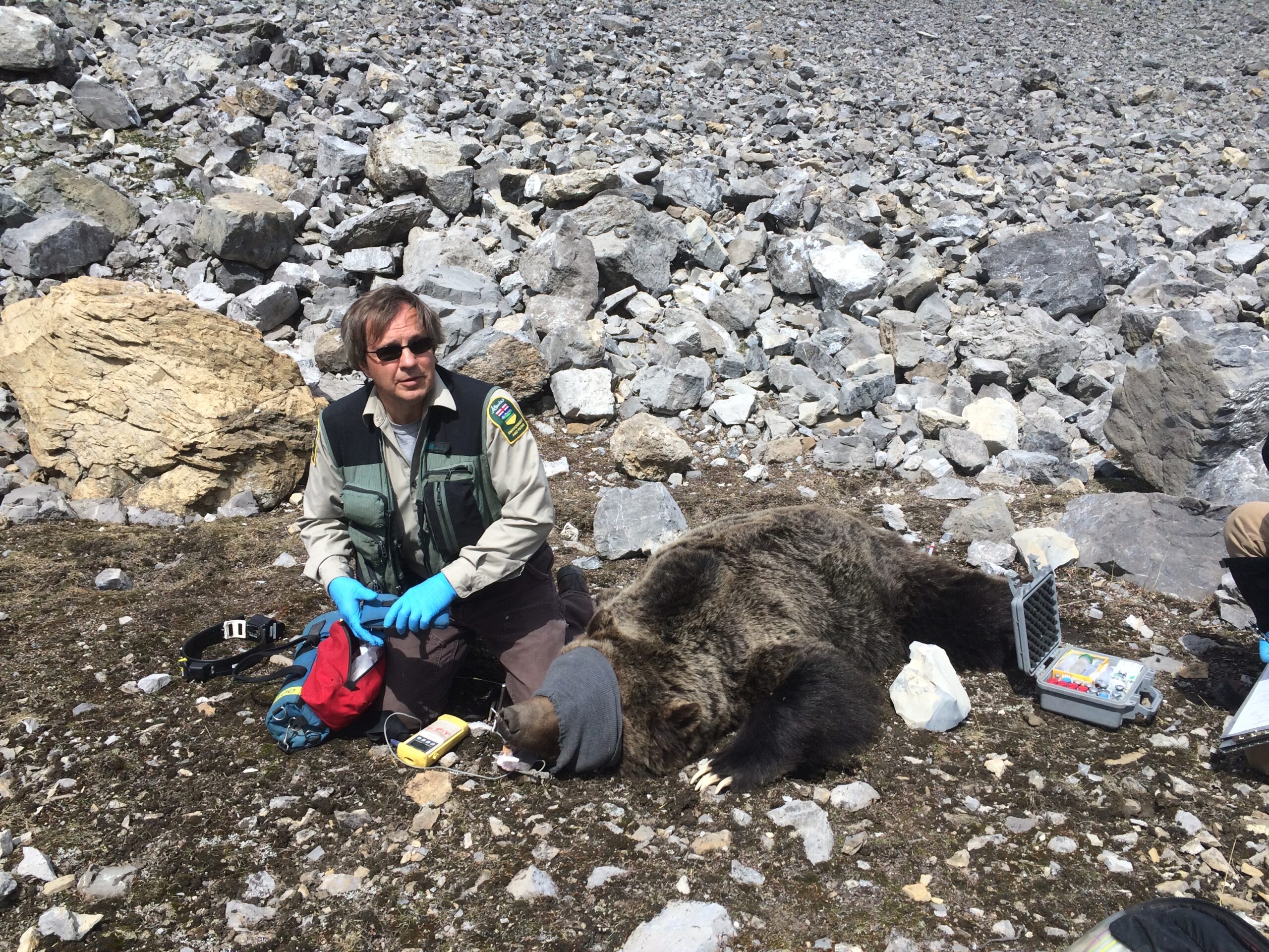 Gordon Stenhouse works to collar a grizzly bear while under a tranquilizer.