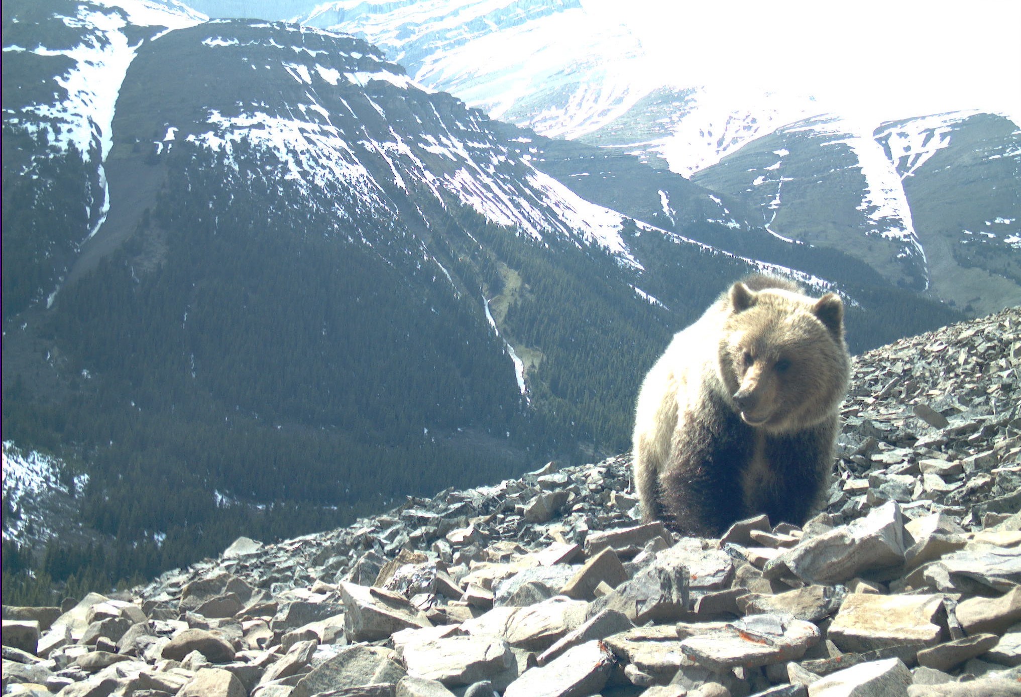 A grizzly on the side of a rocky mountain.