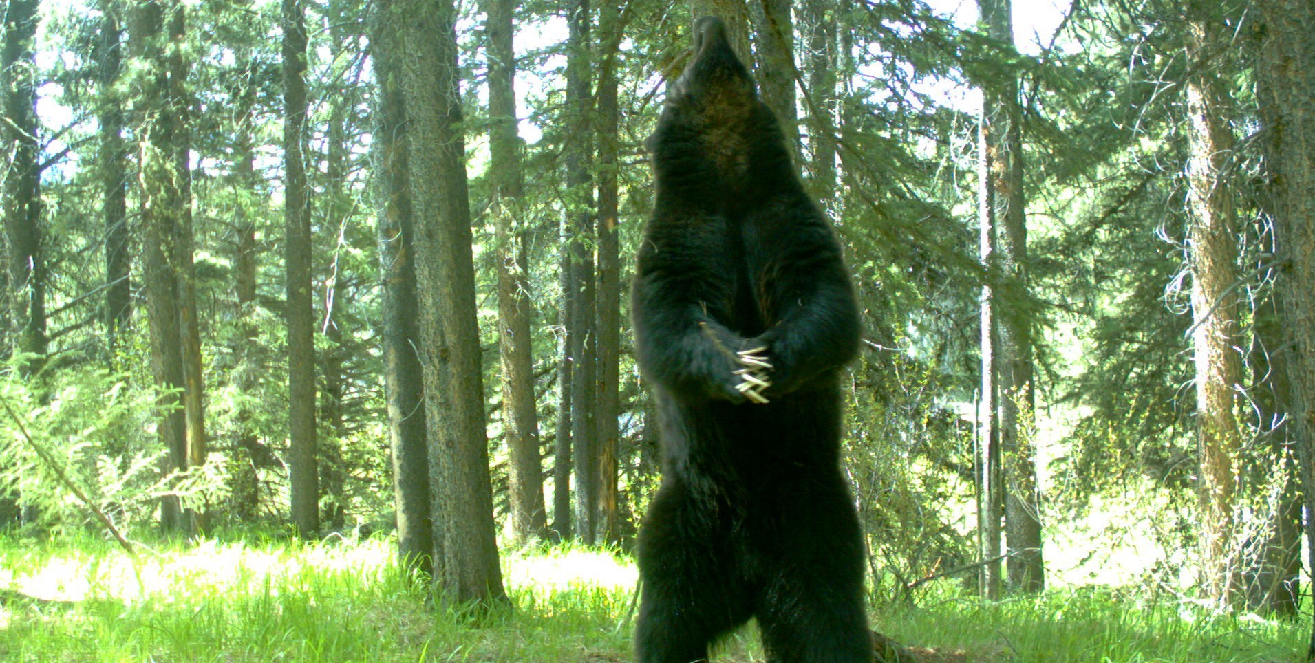 A grizzly bear stands on its hind legs in a forest.