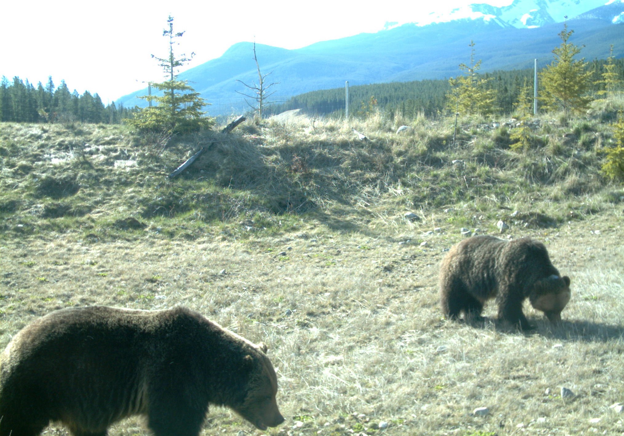 Two grizzly bears graze in a grassy field.