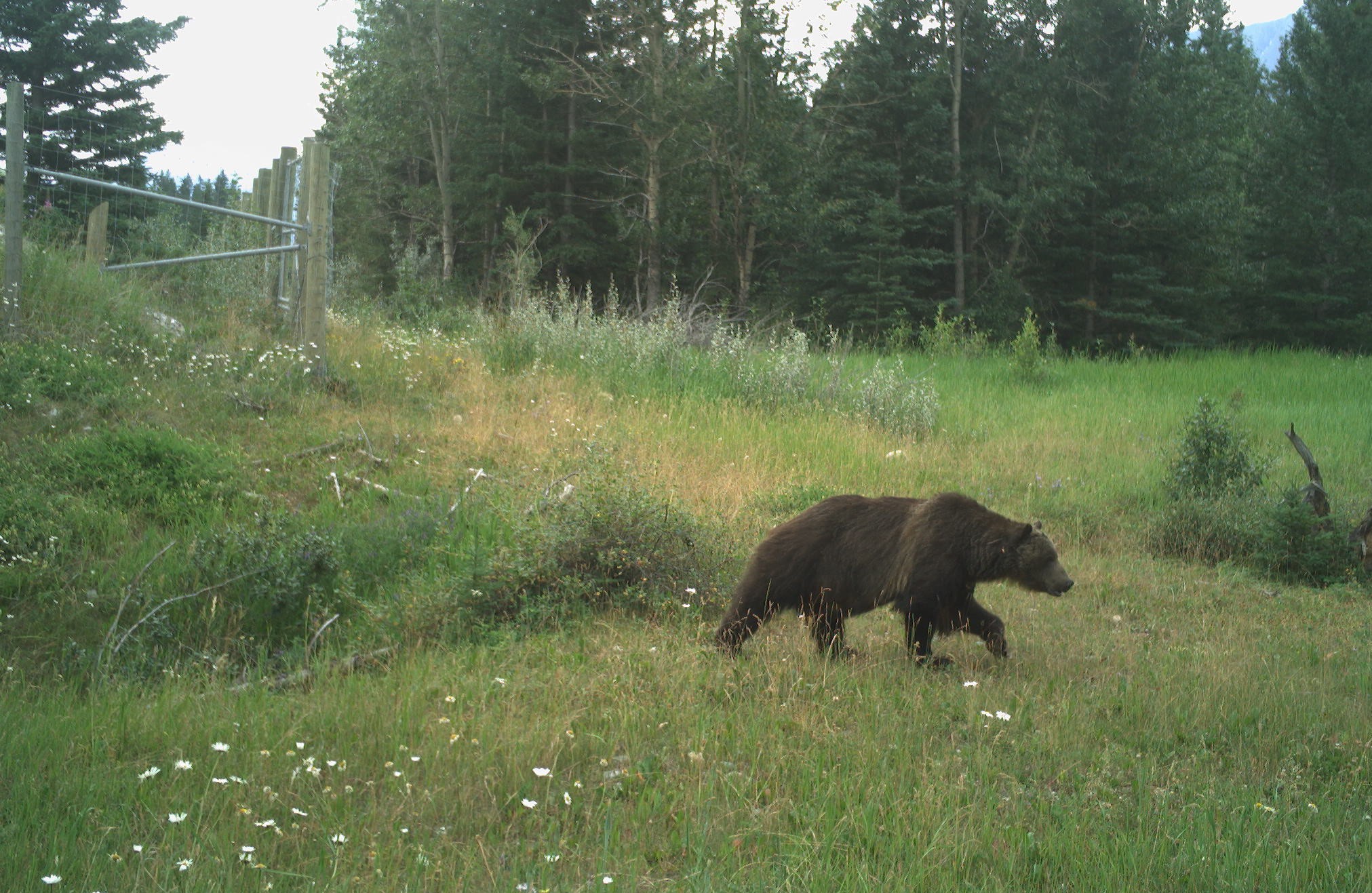 Grizzly bear traversing around the wildlife fence along the Trans-Canada Highway.