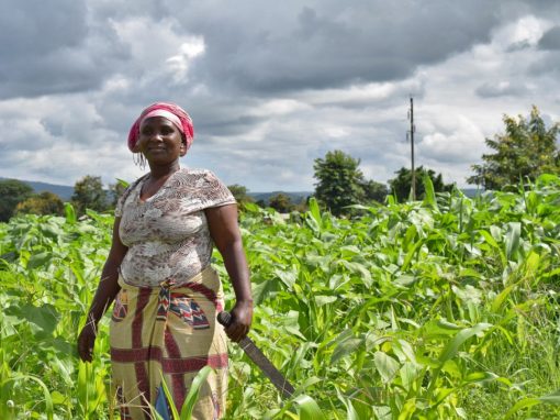 Female farmers: Breadwinners