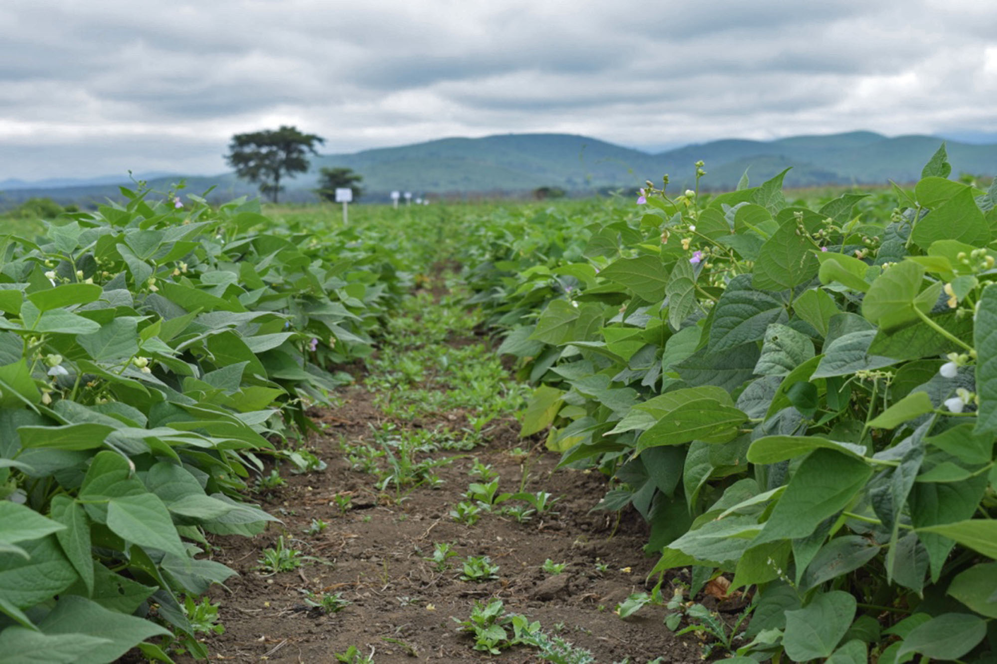 Home - Bean farming in Tanzania