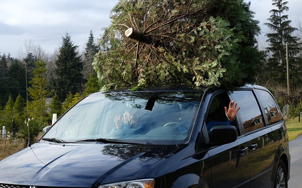 ‘There’s a sense of panic’: Inside Canada’s Christmas tree rush