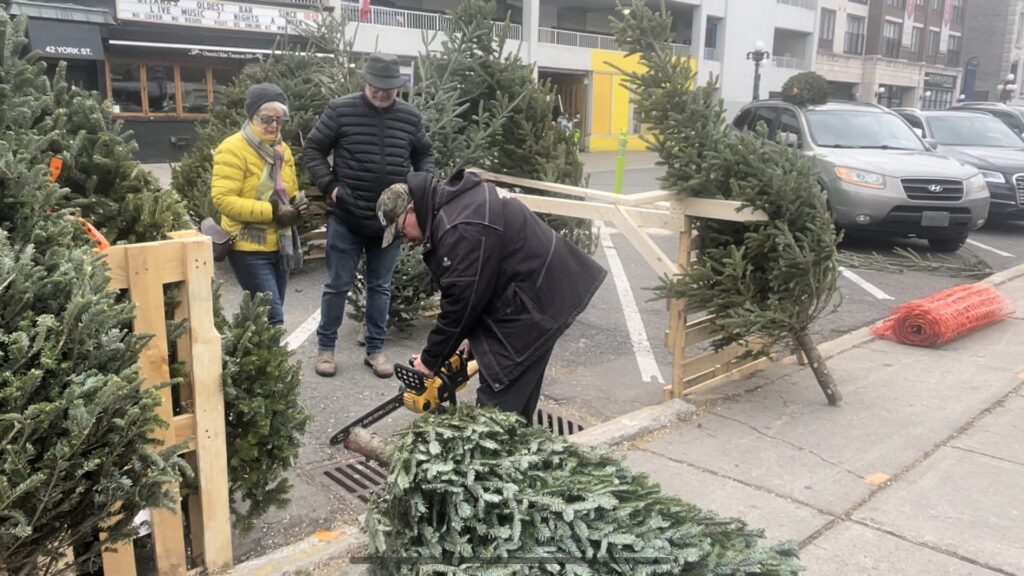 A man using a chainsaw to cut a Christmas tree.