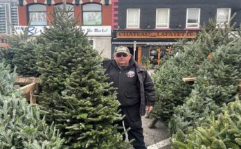 A business co-owner standing with Fraser Fir Christmas trees.