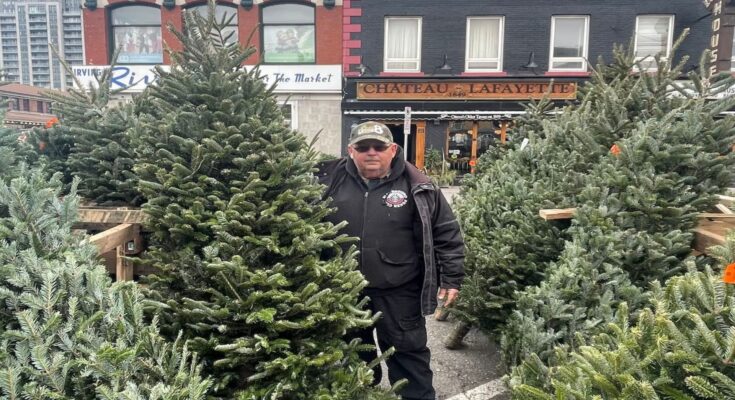 A business co-owner standing with Fraser Fir Christmas trees.