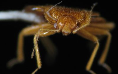 Ottawa’s bed bug invasion