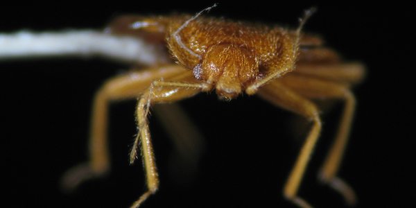 Ottawa’s bed bug invasion