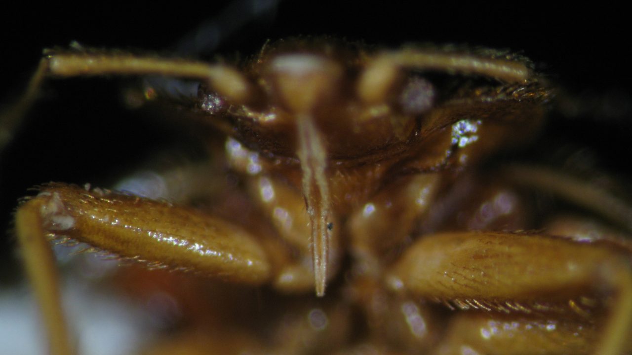 Ottawa’s bed bug invasion YOW!